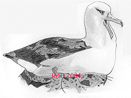 albatros à sourcils noirs