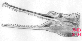 le gavial