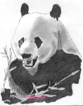 le panda géant